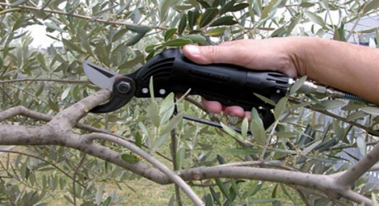 AKHİSAR HALK EĞİTİMİ MERKEZİ MÜDÜRLÜĞÜ TARAFINDAN ZEYTİN AĞACI BUDAMA KURSU AÇILACAKTIR.