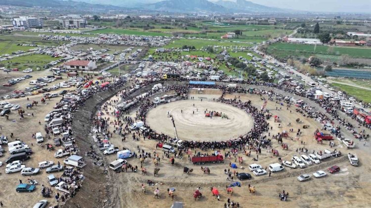 Manisa Salihli'de 10. Deve Güreşi Festivali tamamlandı