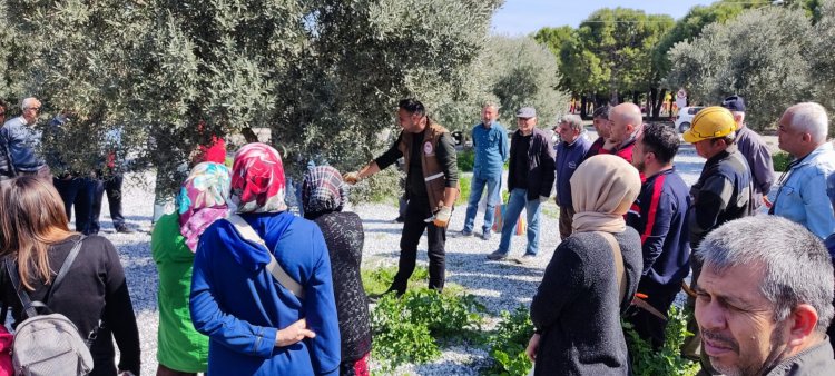 Zeytin Budama Kursları Yoğun Talep Görüyor