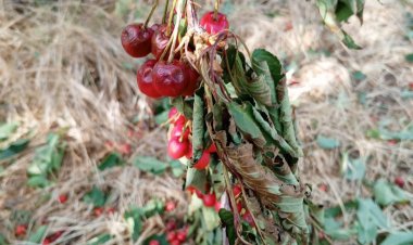 BORÇLARI EMEKLİ MAAŞINDAN ÖDEYECEĞİM, ONDAN SONRA 5 EKMEĞİ 4’E DÜŞÜRECEĞİM TASARRUF YOLUNA BAKACAĞIM”