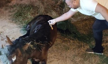 Büyükşehir'den Yılkı Atına 5 Saat Süren Tedavi