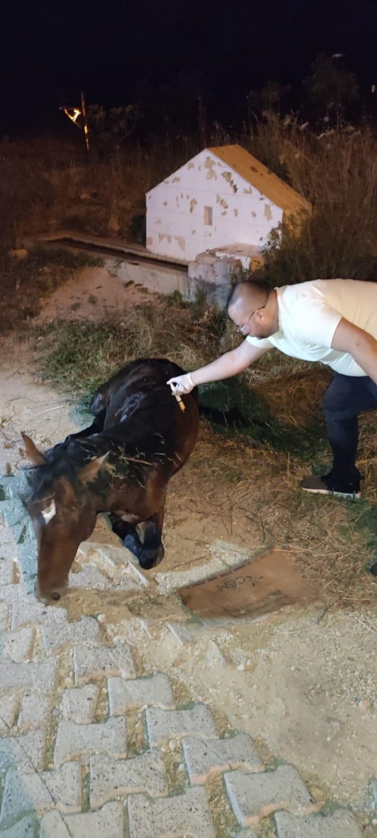 Büyükşehir'den Yılkı Atına 5 Saat Süren Tedavi