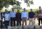 Üzüm Hasadı Başladı, Bağcıların Yüzü Gülüyor