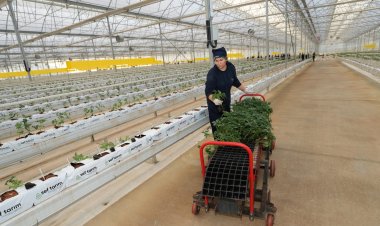 Kula Jeotermal Serada Yeni Sezon Fideleri Toprakla Buluştu