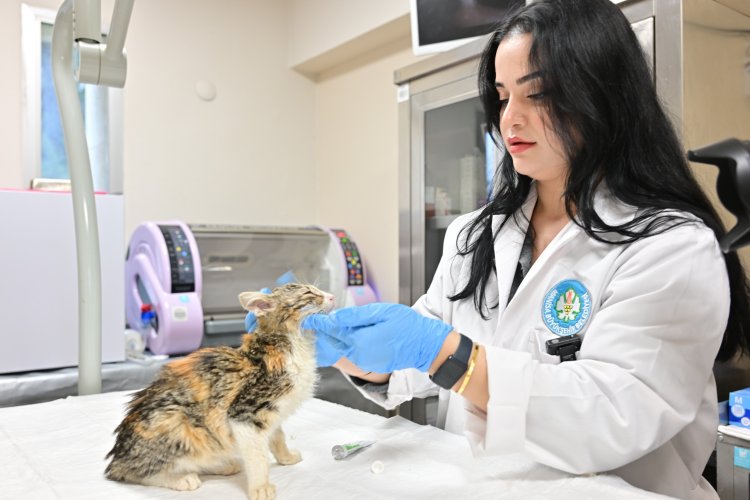 Minik Patiler Kliniği’nde Kısırlaştırılan Kedi Sayısı 3 Bini Geçti