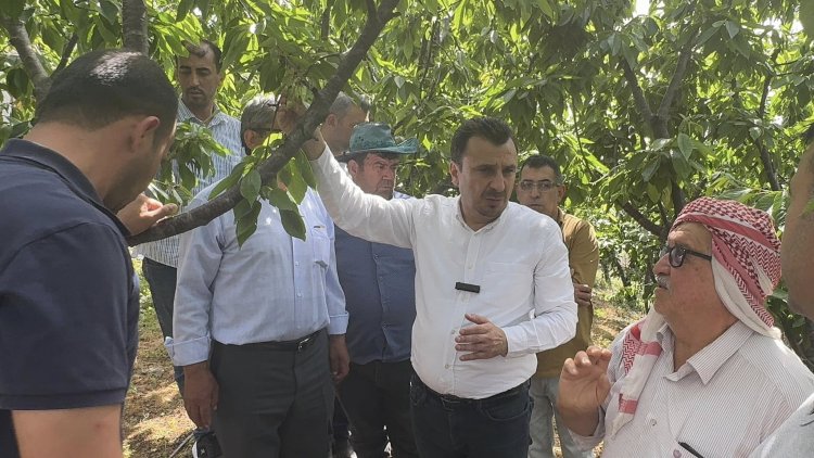 KİRAZ ÜRETİCİSİ CHP’Lİ BAŞEVİRGEN’E DERT YANDI: “BİR AĞAÇTAN 25-30 KİLO ÜRÜN ALINIYORDU. ŞİMDİ BİR KİLO BİLE YOK”
