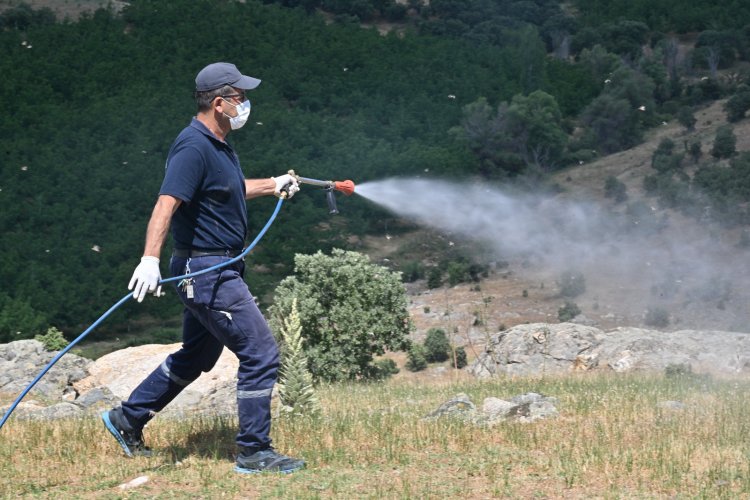 Köprübaşı’nda Çekirge İstilasına Karşı Mücadele