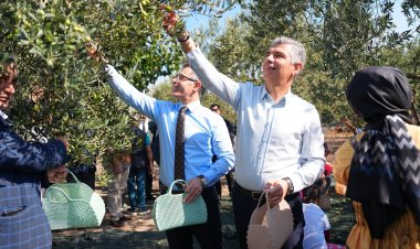 SOMA’DA ZEYTİN HASADI ŞENLİĞİ