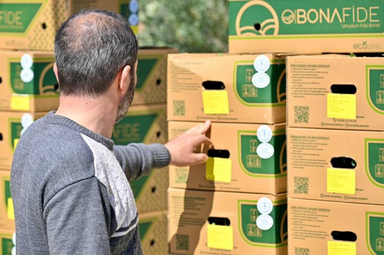 Gördes’te Üreticinin Yüzü Güldü: 73 Bin Domates Fidesi Toprakla Buluşuyor